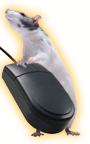 Mouse and mouse